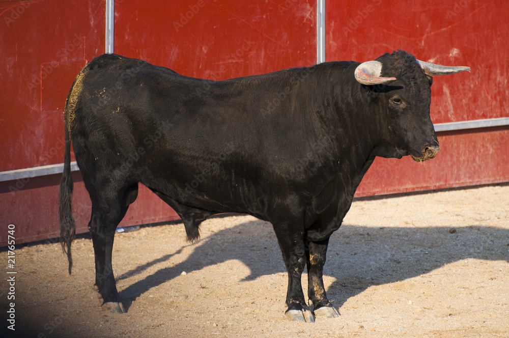 Fighting bull picture from Spain. Black bull Fighting bull picture from Spain. Black bull