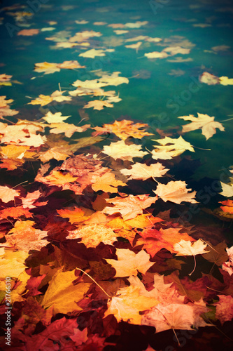 autumn leaves on water