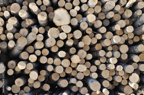 Stack of birch logs