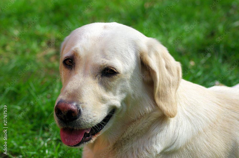 Labrador