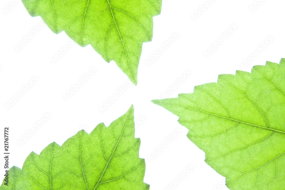 Three green leaves Three green leaves