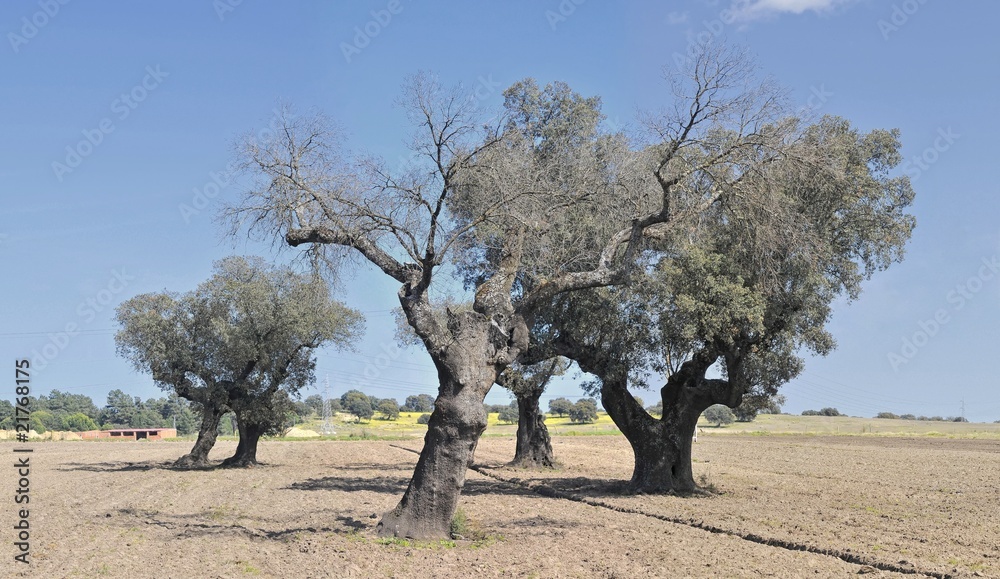 Tierras Extremeñas