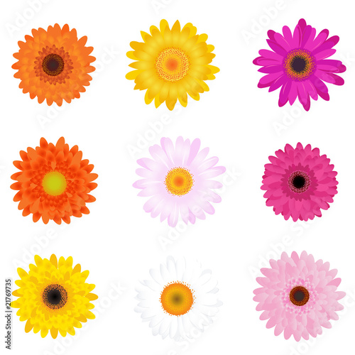 Colourful Daisies