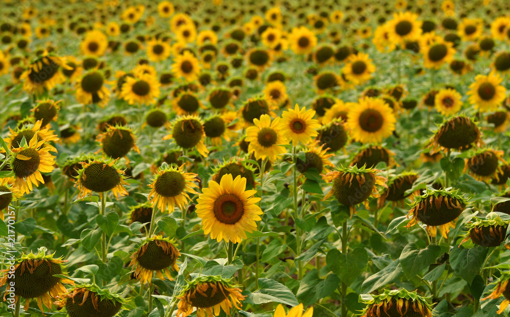 Sunflower farm Sunflower farm