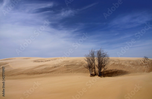 Single tree in the middle of desert landscape