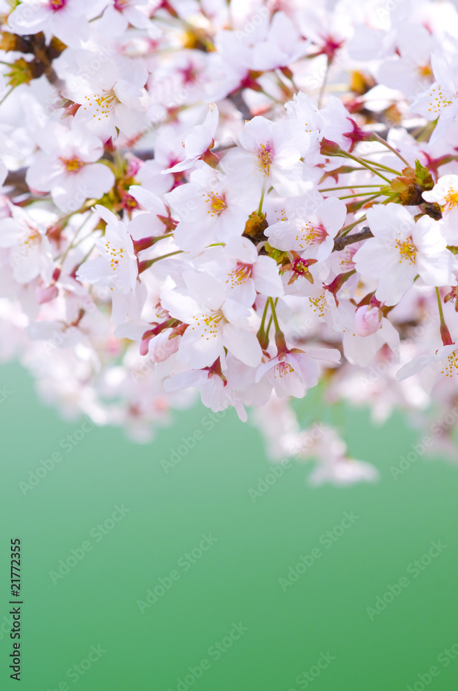Fototapeta premium 桜