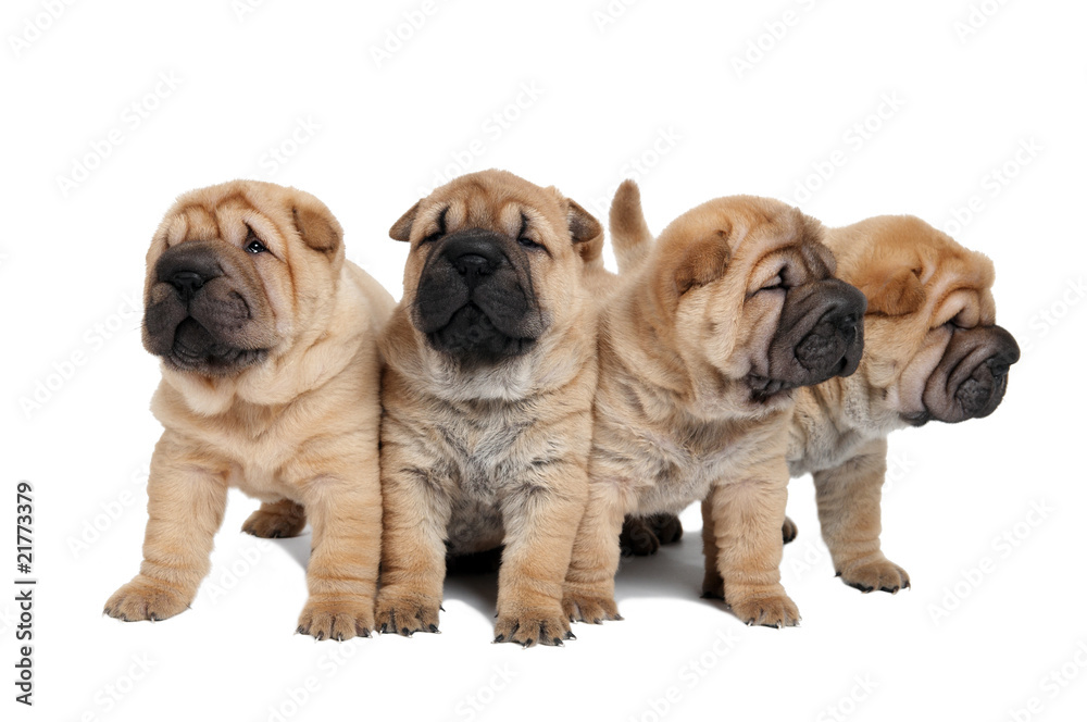 group of little puppy dogs