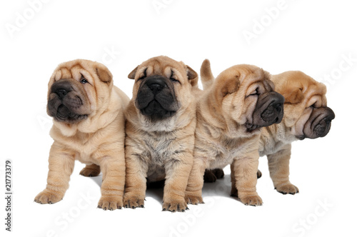 Fototapeta Naklejka Na Ścianę i Meble -  group of little puppy dogs
