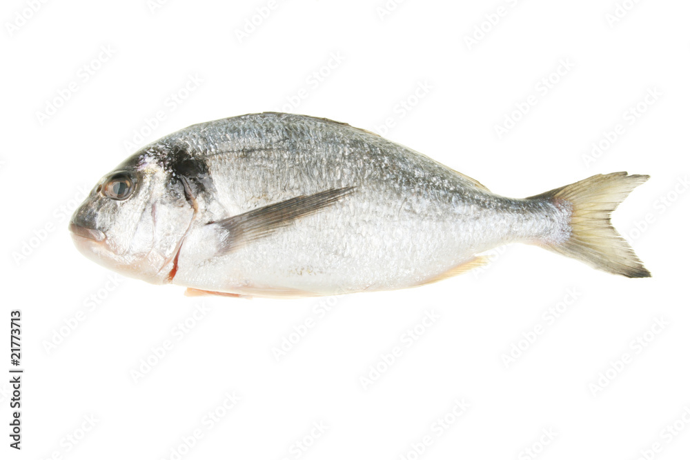 Fototapeta premium Gilt head bream fish