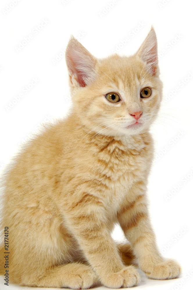 Kitten is sitting on a white background looking
