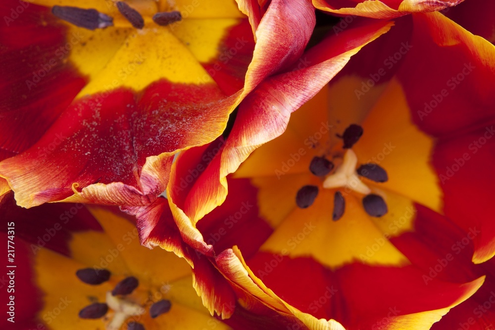 Fototapeta premium Tulipany zbliżenie na kielichy