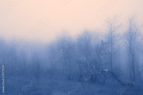The colour fog