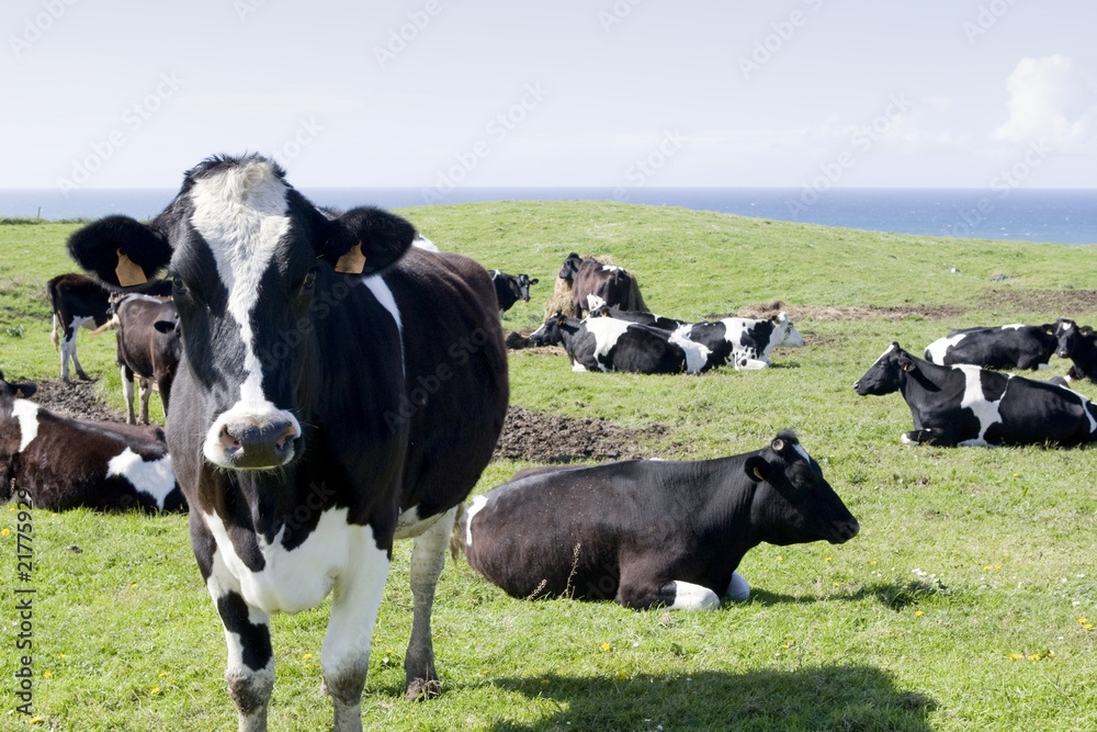 vacas pastando en la hierba