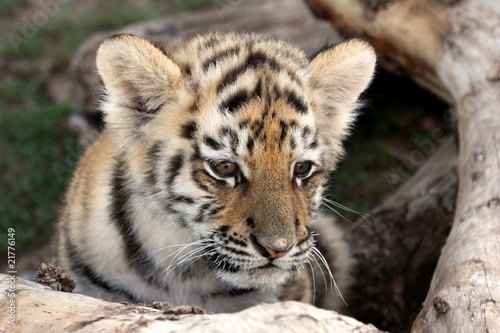Baby Tiger © Duncan Noakes
