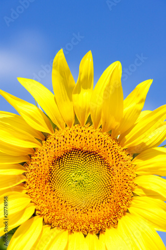 sunflowers  Rhone-Alpes  France