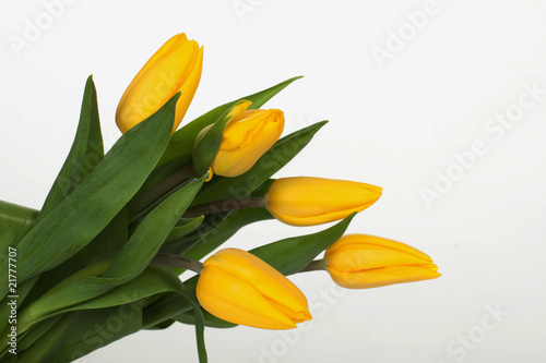Yellow tulip bouquet isolated on white
