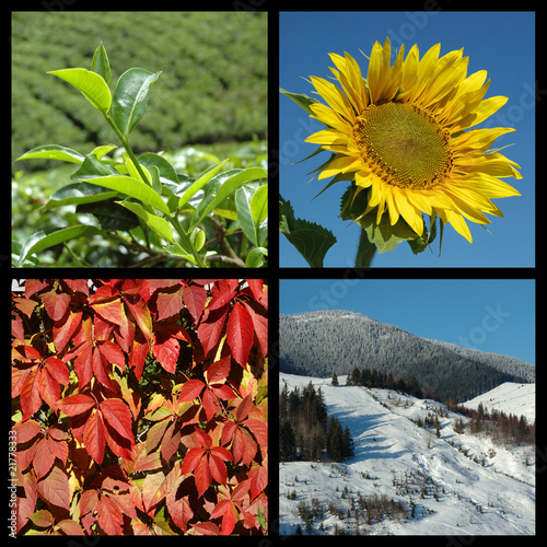 Four seasons - nature collage
