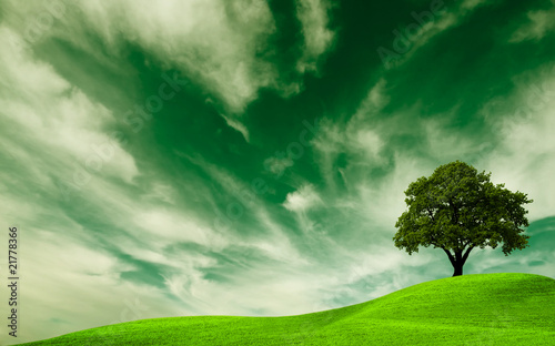 Green nature, oak tree in a field