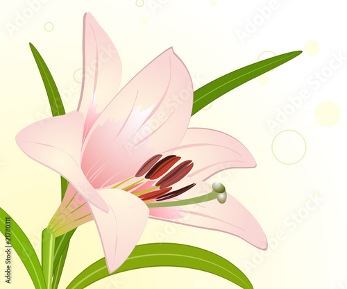 royal lily