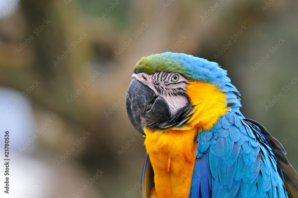 ルリコンゴウインコ ルリコンゴウインコ