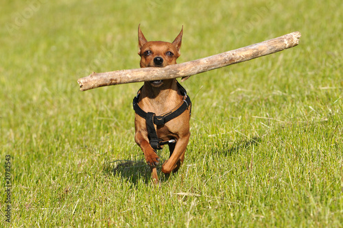 Rehpinscher apportiert einen großen Holzstock photo