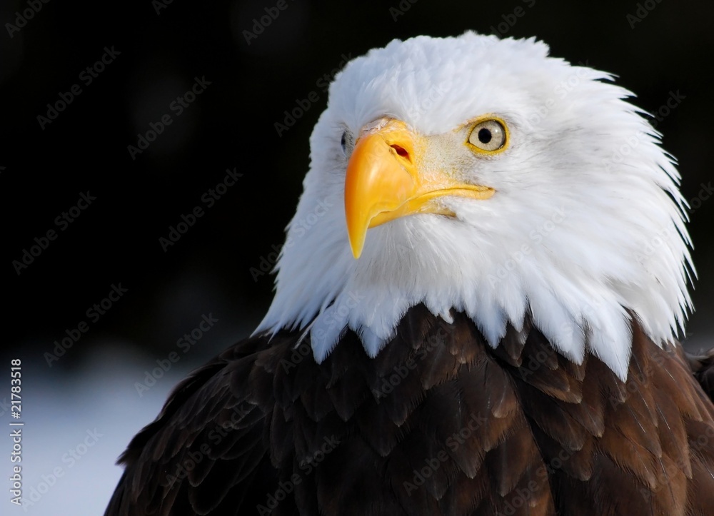 Obraz premium Pygargue