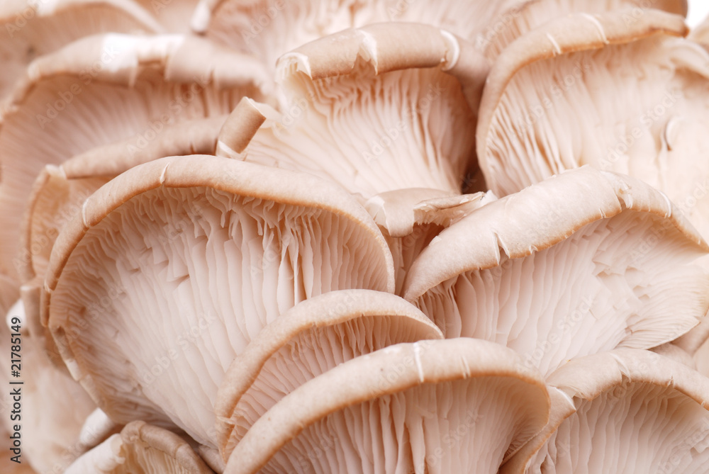Fresh oyster mushroom isolated on white Fresh oyster mushroom isolated on white