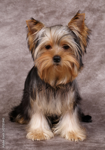 Puppy of the Yorkshire Terrier