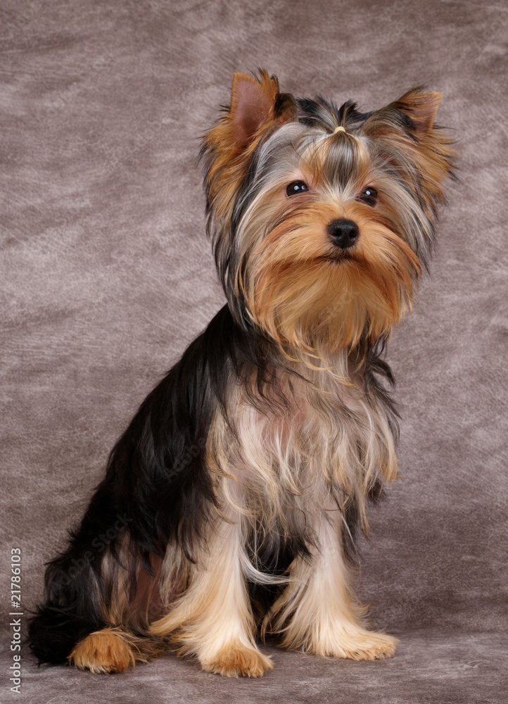 Puppy of the Yorkshire Terrier Puppy of the Yorkshire Terrier