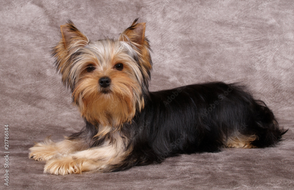 Puppy of the Yorkshire Terrier Puppy of the Yorkshire Terrier