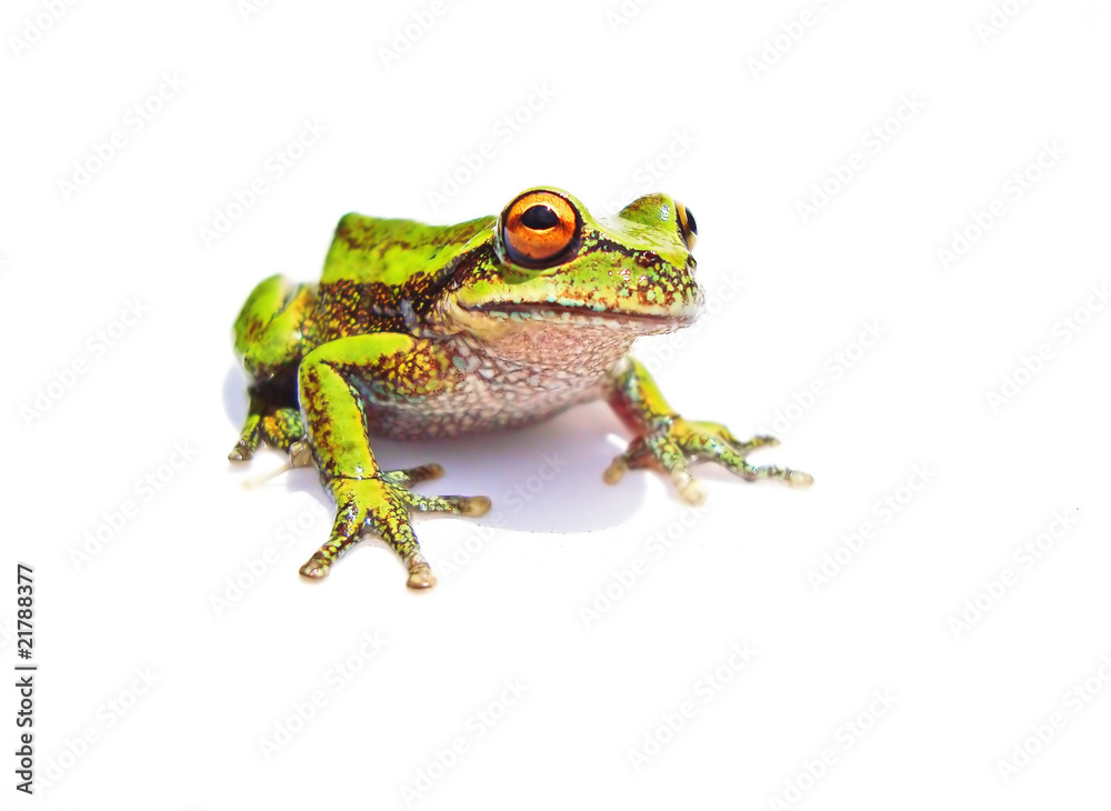 Obraz premium frosch