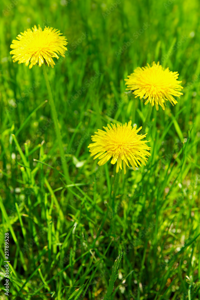Yellow dandelions Yellow dandelions