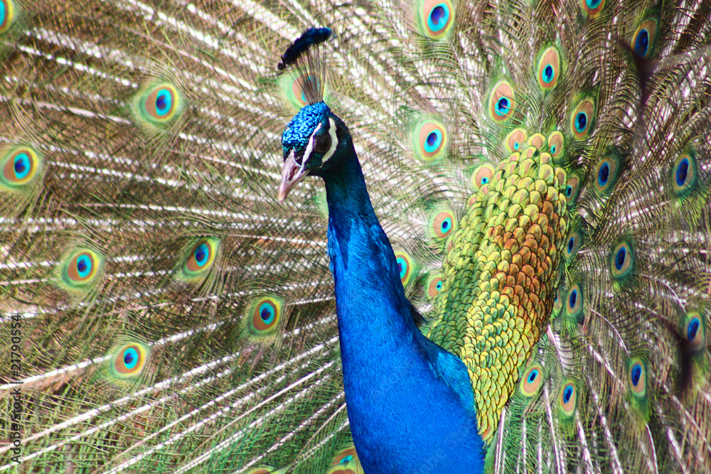 Obraz premium Pfau schlägt ein Rad