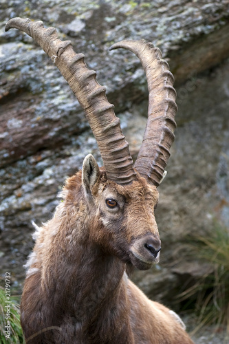 IBEX PORTRAIT