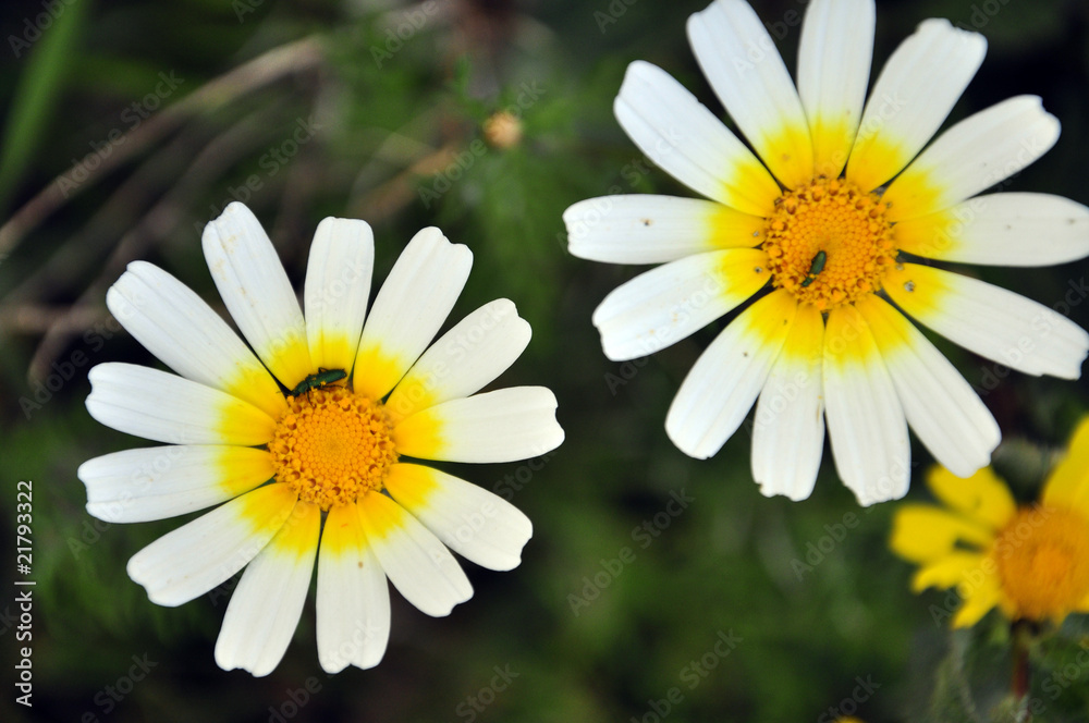 Obraz premium margaritas con bichos