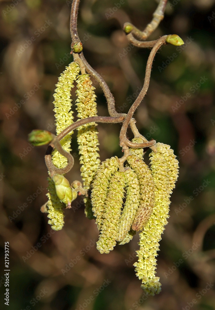 Fototapeta premium Witch hazel