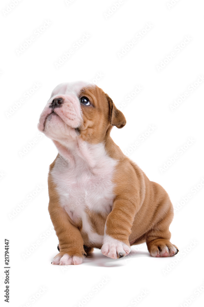 English bulldog puppy