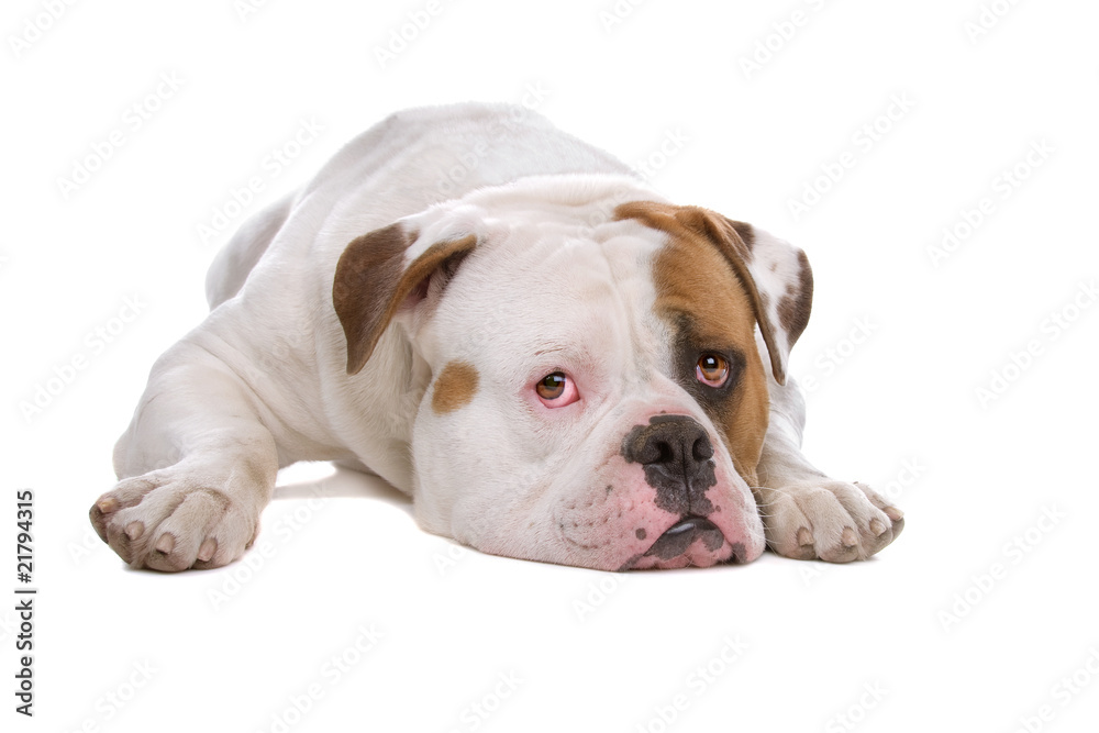 American bulldog isolated on a white background