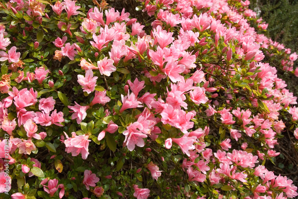 Flowering Azalea