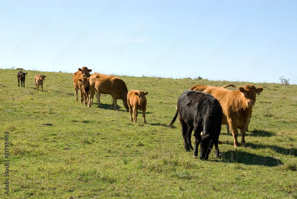 Limousin Cattle