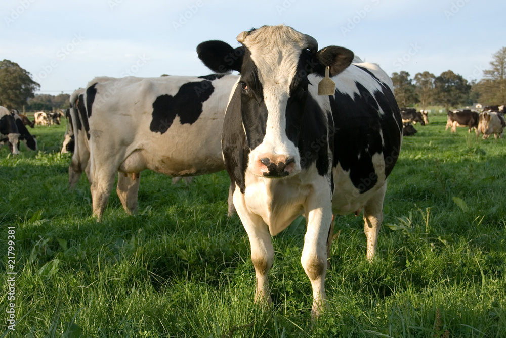 Holstein Friesian Cows Holstein Friesian Cows