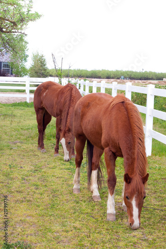 Red Horses