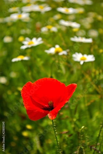 Poppy flower with daisy flowers in background