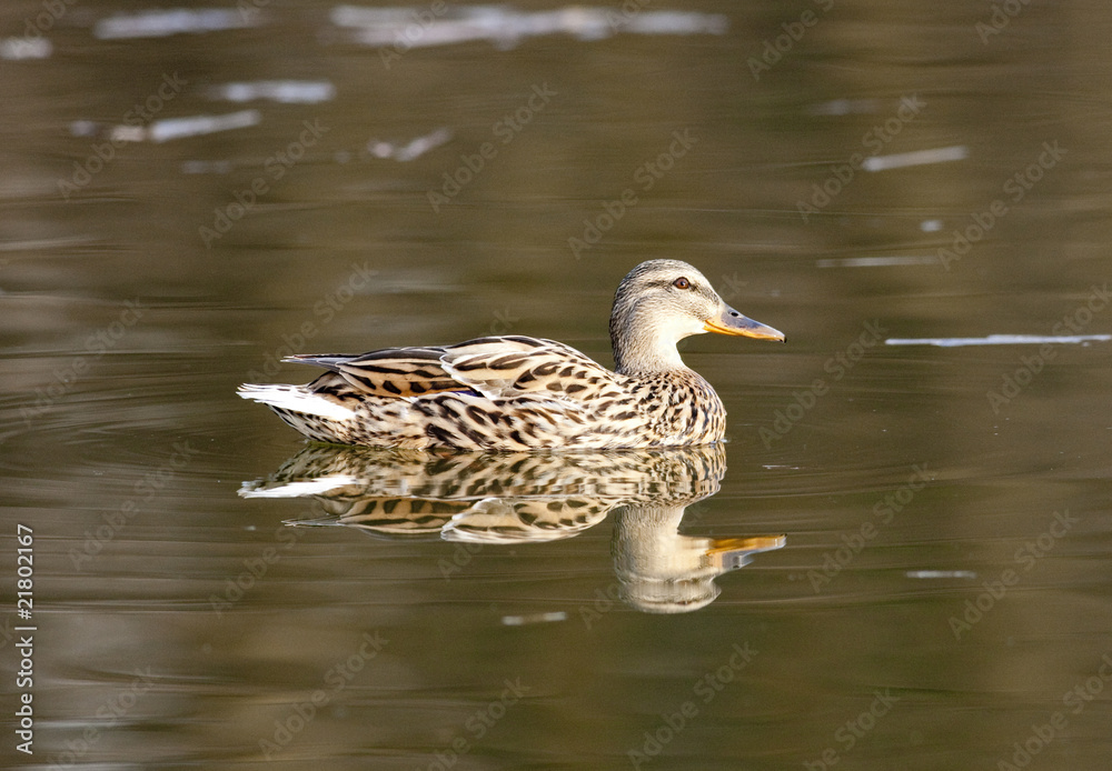 Wild duck swimming in a lake