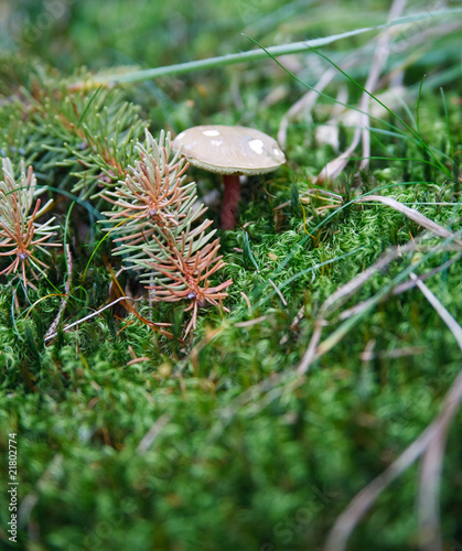 Porcini in natural environment