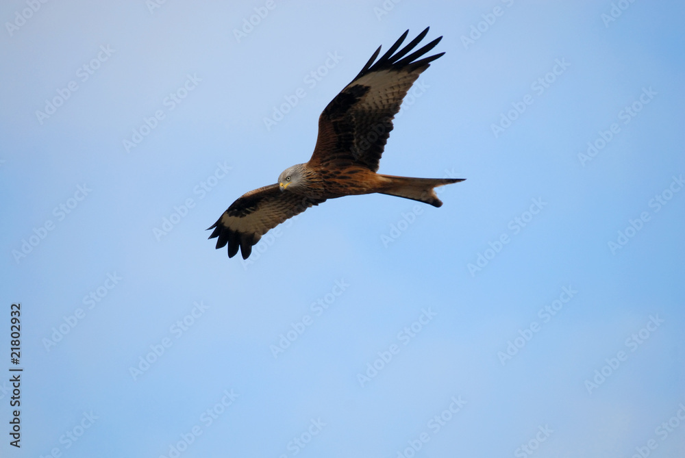 Obraz premium Milano volando