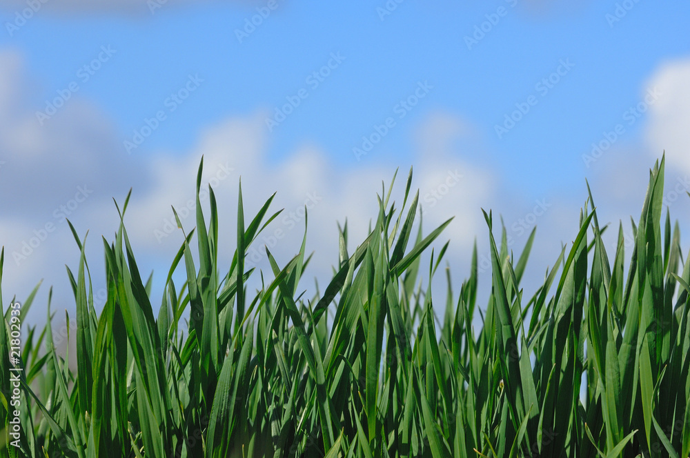 blé en herbe