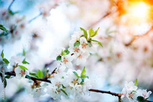 Spring cherry blossoms in natural background