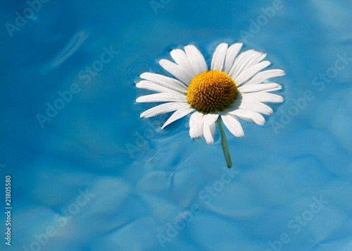 marguerite dans la piscine