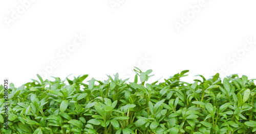 Fresh green cress